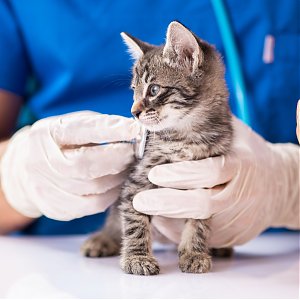 Akú veterinárnu starostlivosť poskytujeme?