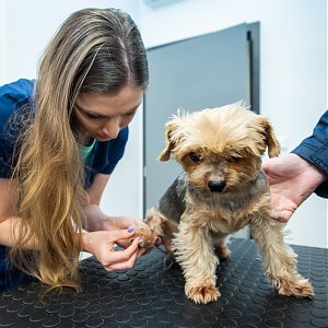 Akým pacientom poskytujeme veterinárnu starostlivosť ?