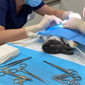 Ako pomáhame pacientom: Kastrácia a sterilizácia králikov