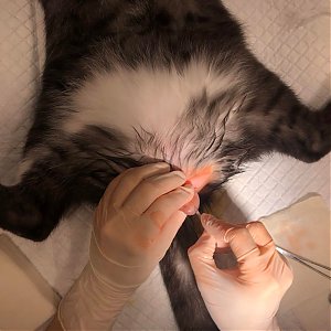 Kastrácia kocúrov a sterilizácia mačiek