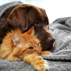 Akútna pankreatitída u psa a mačky