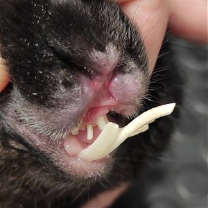 Pozor na prerastanie zubov u králika