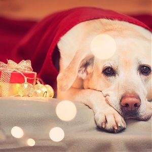 Novoročné oslavy a zvieratká: Ako ich ochrániť?