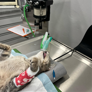 Sterilizácia mačky krok po kroku na našej klinike