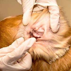 Zápal vonkajšieho zvukovodu – Otitis externa