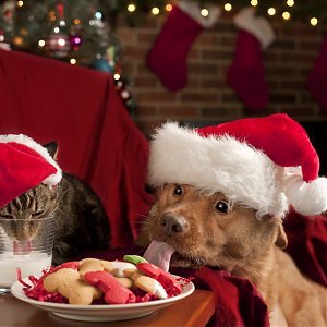 Vianoce a zvieratká: Ako prežiť vianočné sviatky v bezpečí