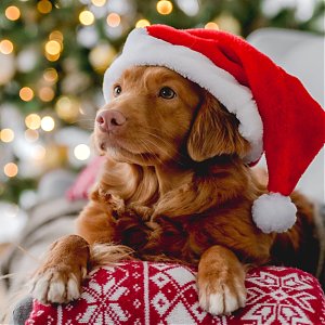 Vianočn&aacute; ponuka: Program prevent&iacute;vnej starostlivosti