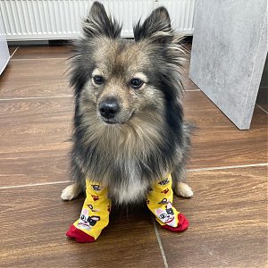 Pomoc pre Nádej zvierat: Ponožky, ktoré pomáhajú