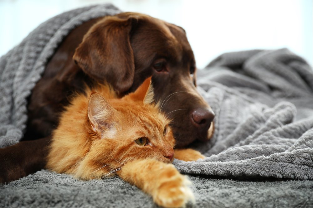 Akútna pankreatitída u psa a mačky