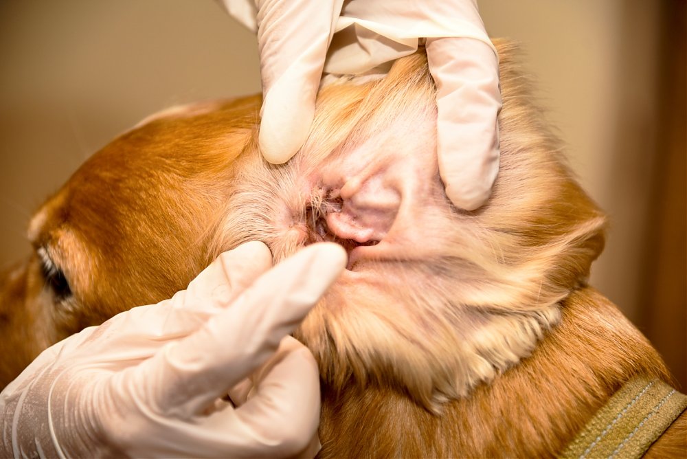 Zápal vonkajšieho zvukovodu – Otitis externa